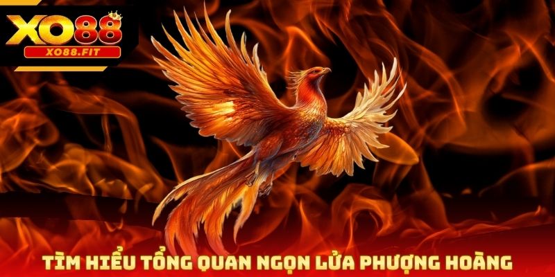 Tìm hiểu tổng quan ngọn lửa phượng hoàng